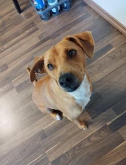 Traumhund sucht zu Hause - Korntal-Münchingen