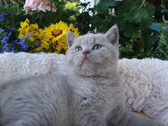 BKH Britisch Kurzhaar Katerchen darf Ende Juli in sein neues Kuschel-zu-Hause - Baden-Baden