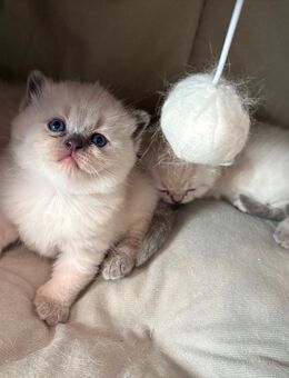 Kitten BKH Kätzchen Katzenbabys - Feuchtwangen Zentrum