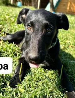 Biba sucht ein Zuhause - Linden (Hessen)