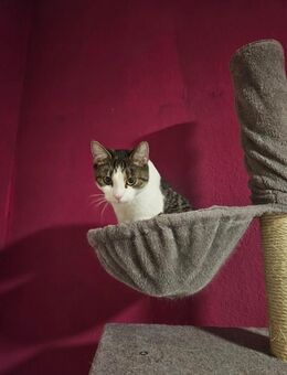 Katzen zu verkaufen - Flensburg