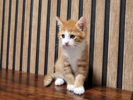 Baby Katzen sucht neues zu Hause - Münster