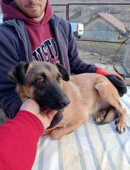 Umbra hat sich toll entwickelt - Steinhagen (Nordrhein-Westfalen)