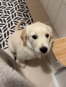 Golden Retriever Welpe in 32429