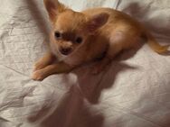 Verkaufe: Ein reinrassiges kleines Mini Chihuahua Weibchen Langhaar. - Berlin