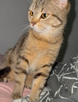 Süße BKH-Mischling Kater sucht Hause! - Gaggenau