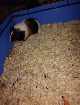 Meerschweinchen bock - Wefensleben