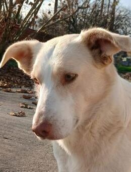 Ben - ein wunderschöner Familienhund - Krefeld