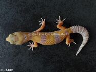 verschiedene Leopardgecko Männchen Weibchen 2024 - Berlin