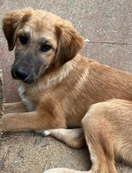 🐶Verspielter Welpe Rusty💚 - Eislingen (Fils)