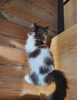 1 Perser Mix Kitten Dalmatiner - Oberderdingen