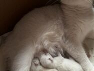 Wunderschönen Bkh Kitten - Kamp-Lintfort