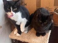 Blacky & Black-Whitey - Junges Kittenpaa - Bad Camberg