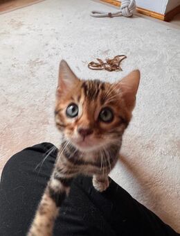 Bengal Kitten Kater - Bad Schmiedeberg