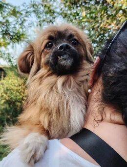 Bubu mic; Hundeherz auf vier Beinen - Geilenkirchen