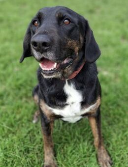 Leo 💗 wartet in 84524 Neuötting - Hamburg