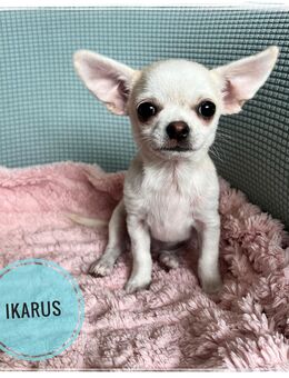 Chihuahua Rüde in Traumfarbe aus seriöser Zucht - Wiedergeltingen