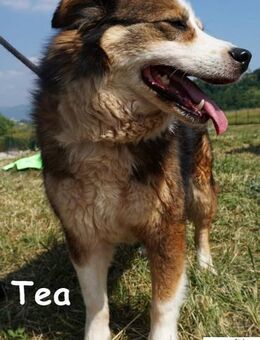 Tea ein Schnüffelprofi ... - Kissing