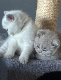 Bkh kitten mit Stammbaum - Rüthen