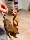 Reinrassige Zwergpinscher-Welpen – gechipt, geimpft & abgabebereit in 30952