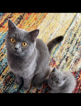 Britisch Kurzhaar Babykitten 3 Monate grau - Herford (Hansestadt)