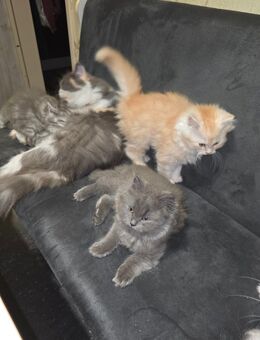 Perser Maine Coon kitten - Niederkrüchten