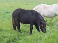 Schicker Hengstjährling Shetland Shetty Junghengst abzugeben - Hille