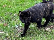 Liebes,anhängliches Mädchen🐈‍⬛❤️sucht neues liebevolles Zuhause🌞🏠 - Laage