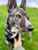 Archie (1,5 Jahre) sucht schönes Zuhause in 71679