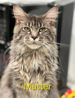 Maine Coon Paar sucht liebevolles Zuhause - Schweich
