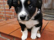 Australian Shepherd Welpen abzugeben - Drentwede