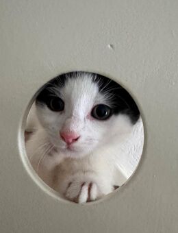1 Süßes Baby Kitten zum Abgeben - Delmenhorst