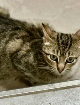 Tigermädchen Flia sucht ihre Familie - Margetshöchheim