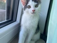 Kitten such neues Zuhause. - Mühldorf (Inn)