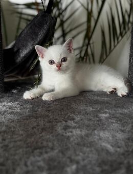 3 BKH Kitten suchen liebevolles Zuhause - Berlin