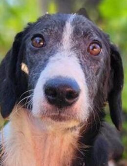 Genießerschnute ♥Mona♥ in 01640 Coswig - Hamburg