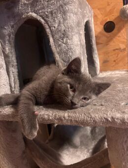 Britisch kurzhaar blau grau 1 Männchen zu verkauf - Bad Hersfeld