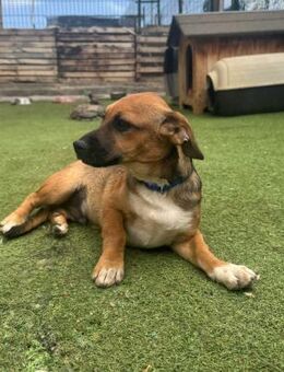 KOVU - traumhafte Welpe ❤️ - Neudenau