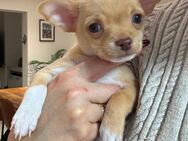 Chihuahua Welpen