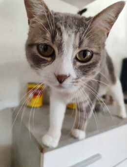 Schmusekatze Molly - Eichenzell