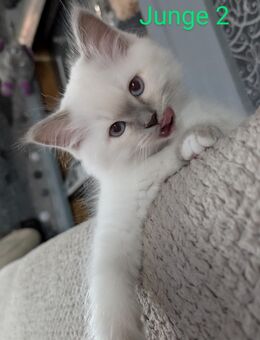 Heilige Birma kitten - Schiffweiler