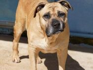 Masha, Notfall im Canile - Bad Vilbel