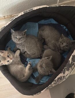 BKH / Maine Coon kitten dürfen ab dem 16.08.25 ausziehen - Essen