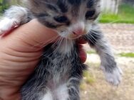 Kleine Maikatzen suchen ein schönes Zuhause - Havelsee