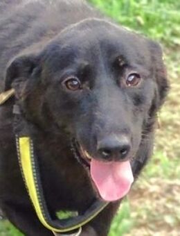 Kleiner MARCEL 2 sucht Zuhause - Gefrees