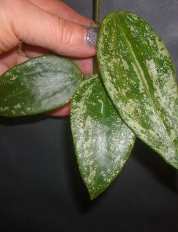 hoya rangsan splash - Gladbeck