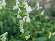 Aufrechter Ziest (Stachys recta) - Horgenzell