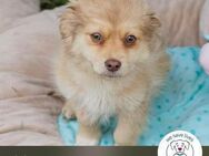 Chip 231361: Hundekind sucht ein Zuhause - Kirchzell