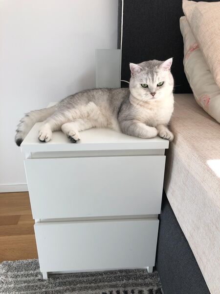 BKH Silver Tabby Shaded - Deckkater Blutgruppe - B - Frankfurt (Main) Niederrad