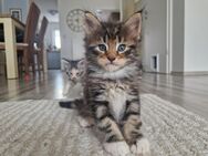 Main Coon Kitten (reinrassig) - Adelsdorf